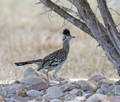 Greater Roadrunner 3980